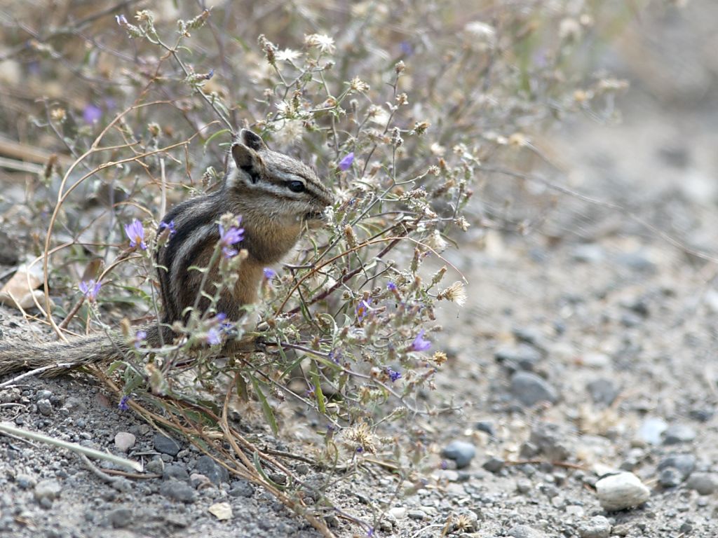 A chipmunk gets a snack.  Click for next photo.