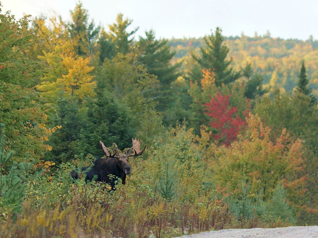 A bull moose shows himself for just a few seconds near Baxter State Park, Maine.  Click for next photo.