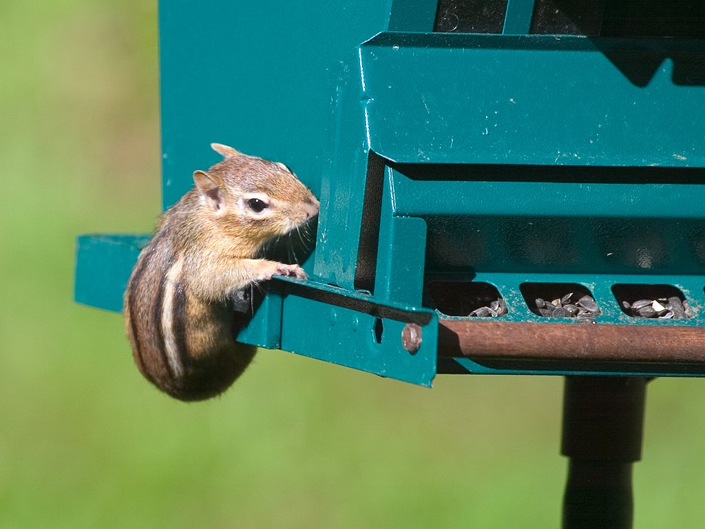 I got a new squirrel-proof bird feeder in 2004.  However, this little fellow proved that it�s not chipmunk-proof.  Click for next photo.