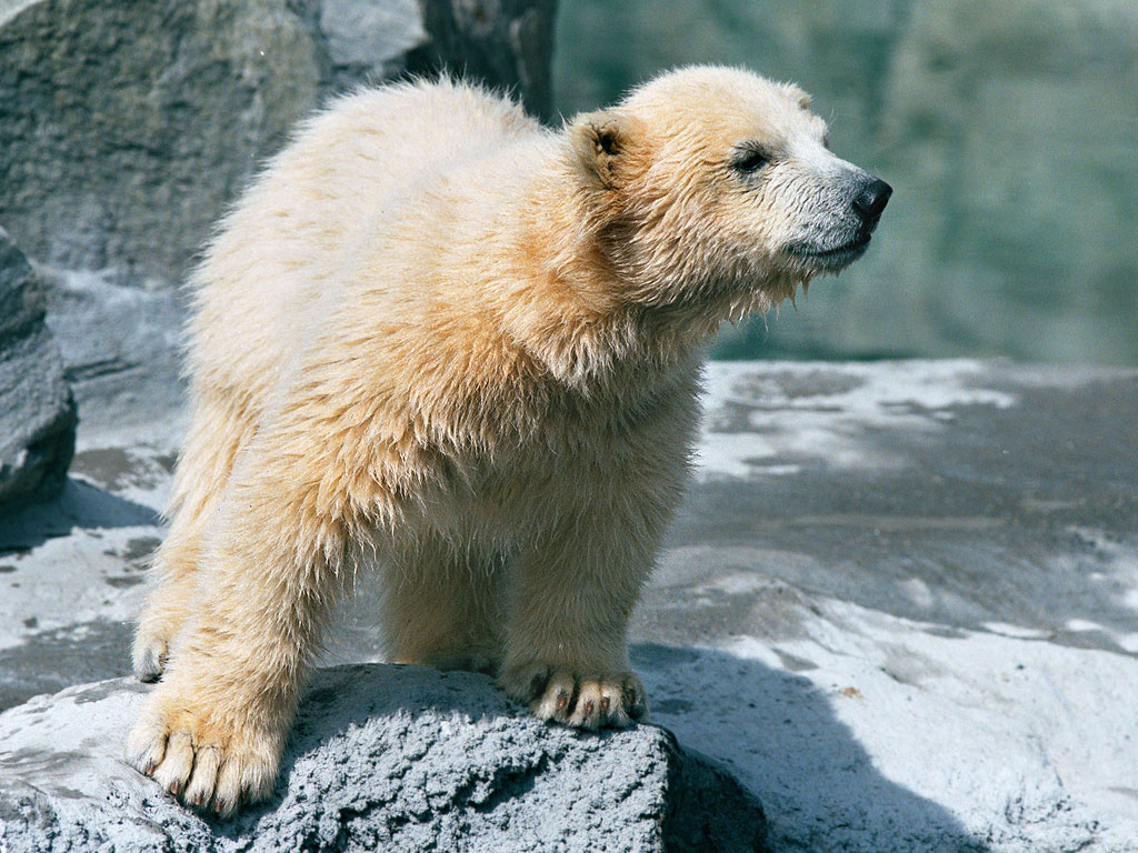 Polar bear cub, Roger Williams Zoo, Providence, Rhode Island, 2001.  Click for next photo.