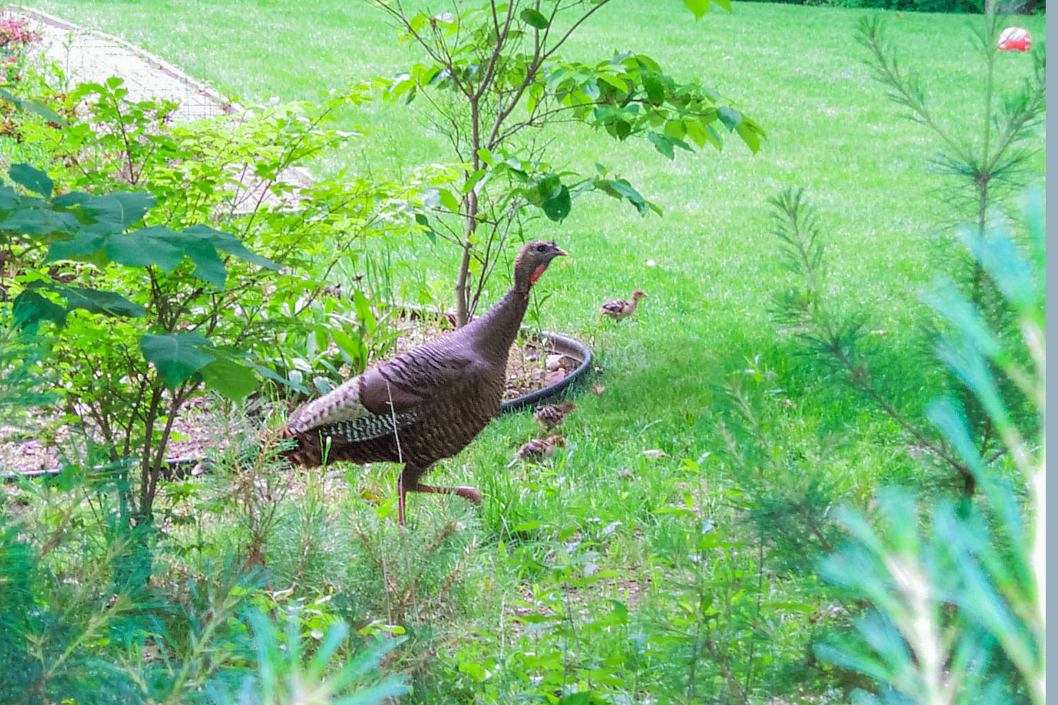 In 2000 I saw this turkey confronting a cat in a bush in front of my house.  A few minutes later I saw the reason for the confrontation as the turkey escorted its three chicks back into the woods.  I got a few blurry shots with the Kodak DC290.  Click for next photo.