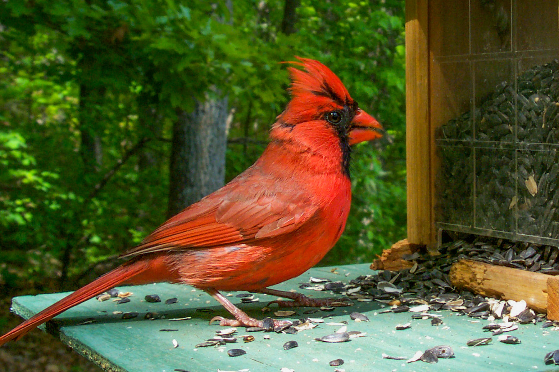 One of my first tethered efforts with the old Kodak DC290, cardinal in my back yard.  Click for next photo.