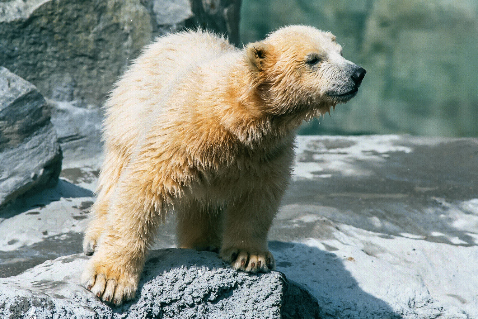 Polar bear cub, Roger Williams Zoo, Providence, Rhode Island.  Click for next photo.