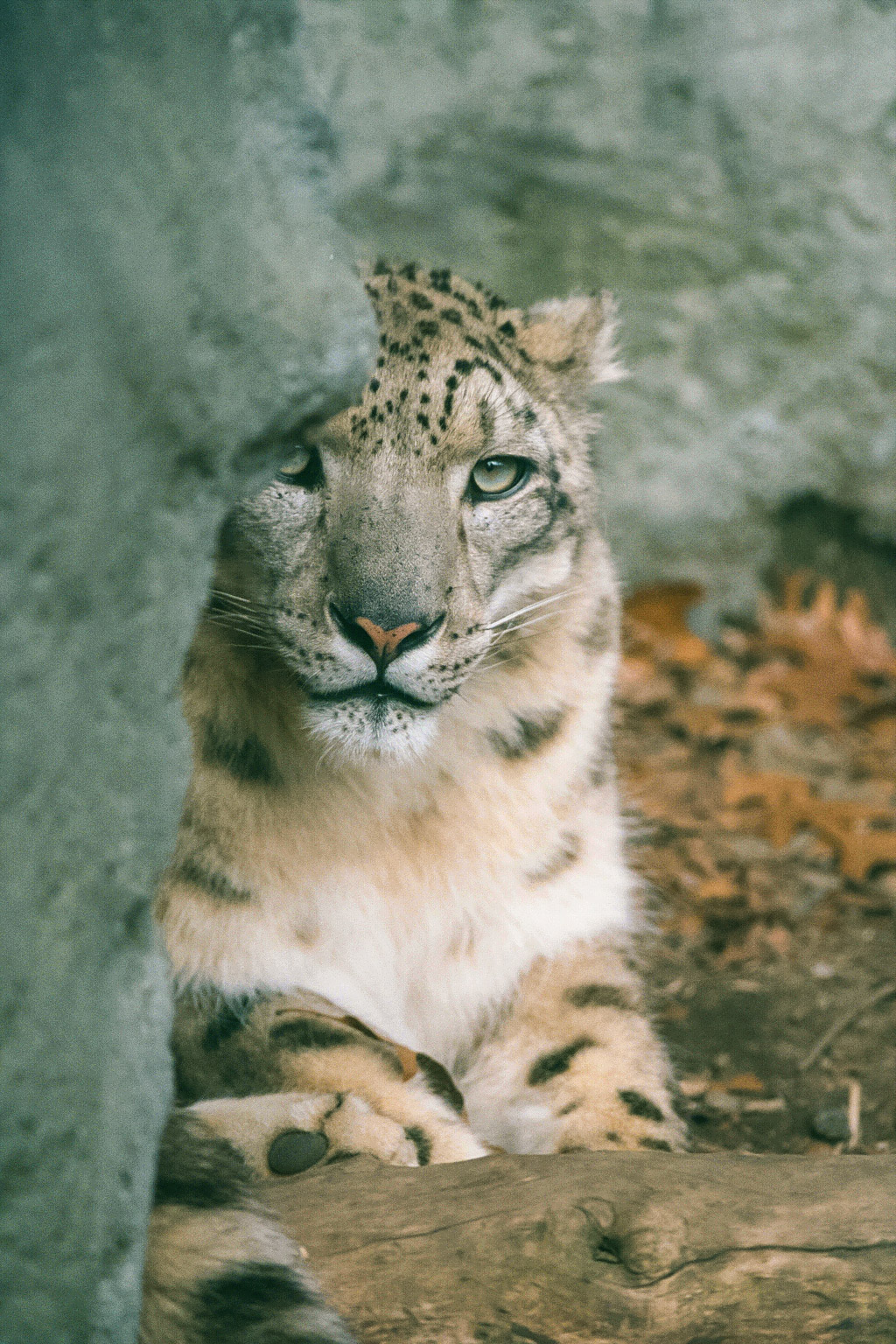 Snow Leopard, Roger Williams Zoo, Providence, Rhode Island.  Click for next photo.