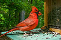 One of my first tethered efforts with the old Kodak DC290, cardinal in my back yard.