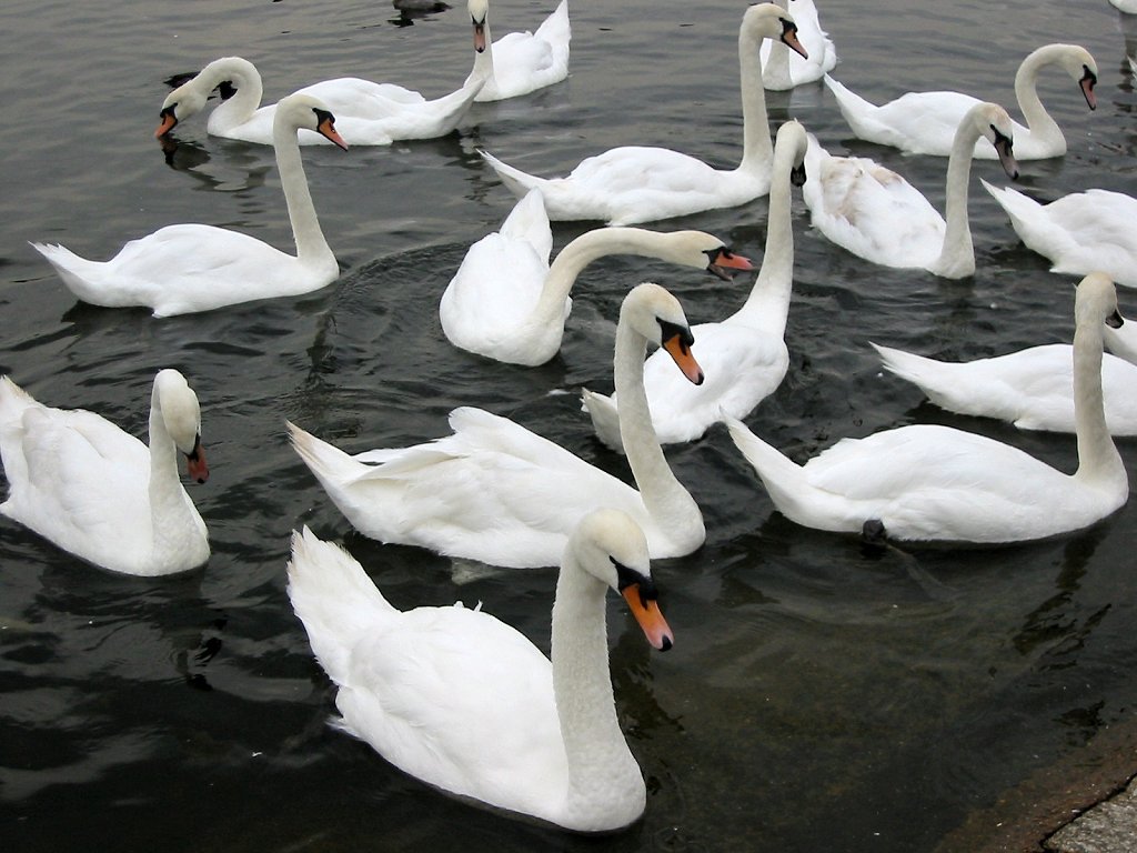 Swans at Kensington.  Click for next photo.