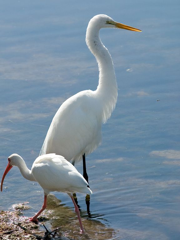 An ibis wanders past a great egret.  Click for next photo.