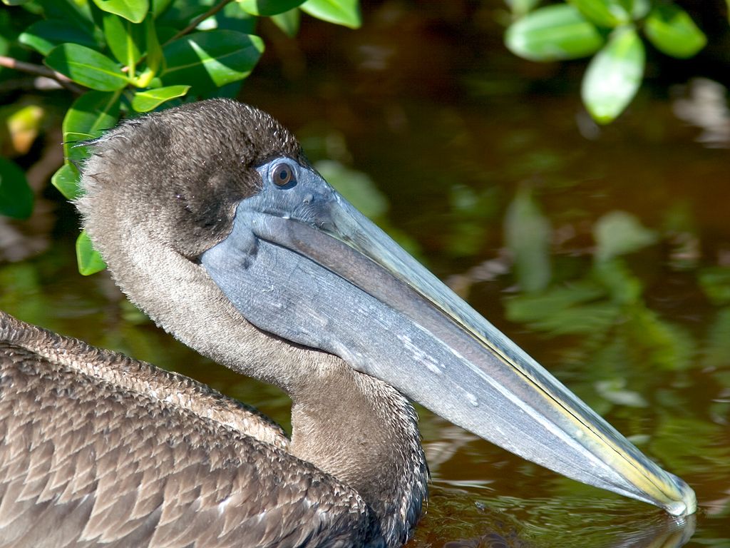 A Brown Pelican sails past.  Click for next photo.