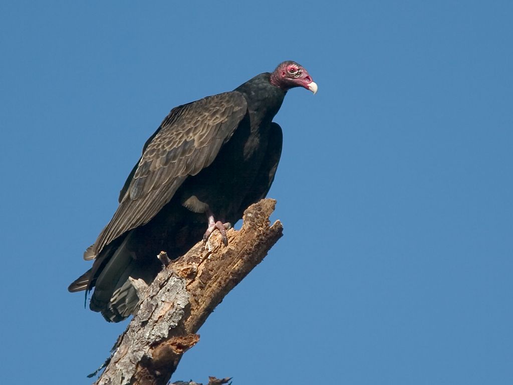 Turkey Vulture.  Click for next photo.