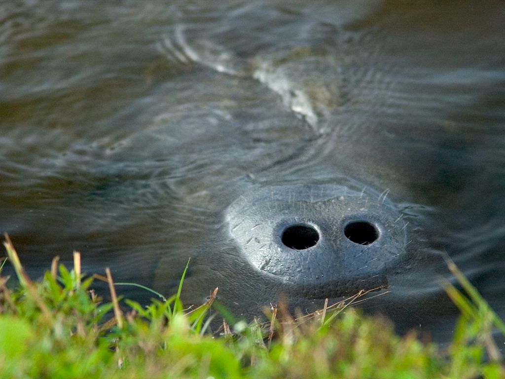 A manatee lets out a big snort.  Click for next photo.