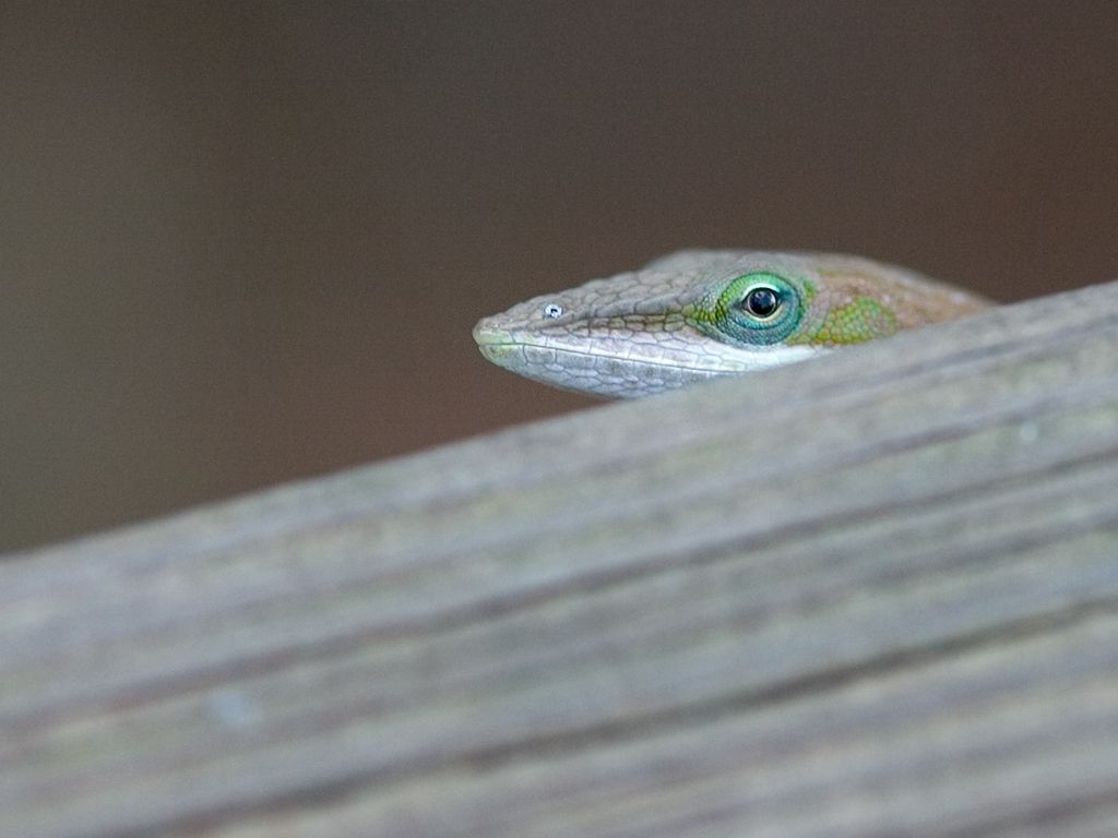 Green Anole on the boardwalk, West Palm Beach.  Click for next photo.