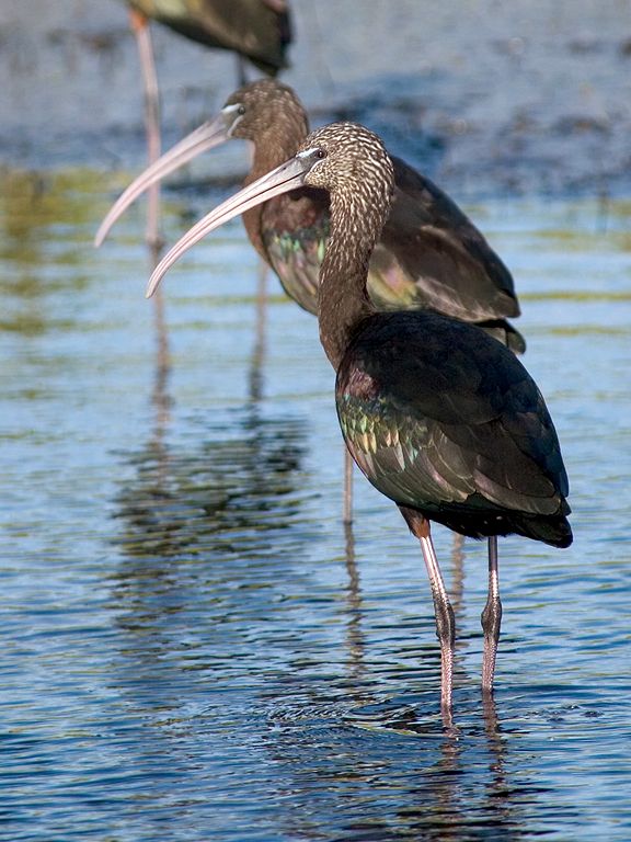 Another kind of ibis, the Glossy Ibis.  Click for next photo.