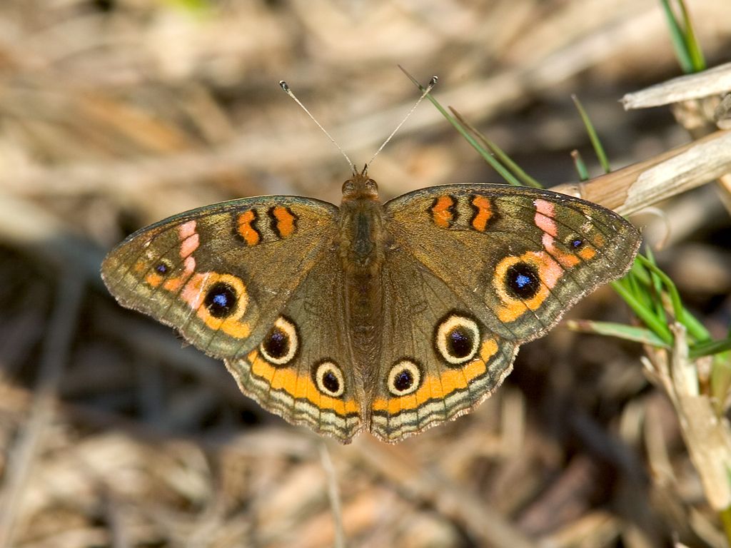 Today's butterfly, a Common Buckeye.  Click for next photo.
