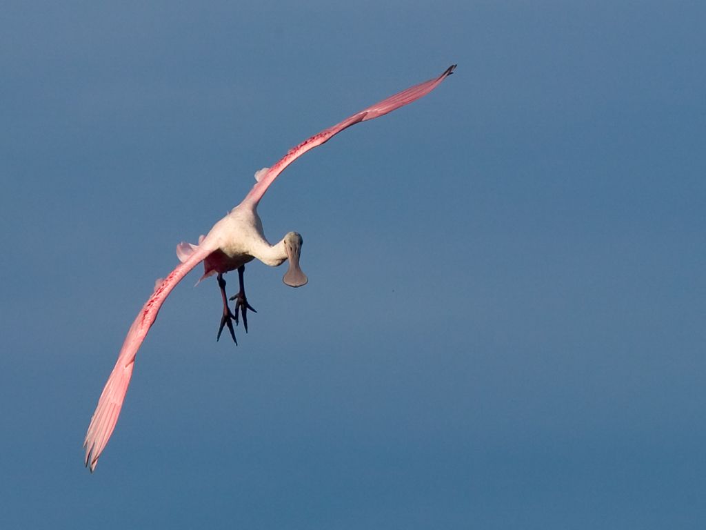 A spoonbill looks for a place to land.  Click for next photo.