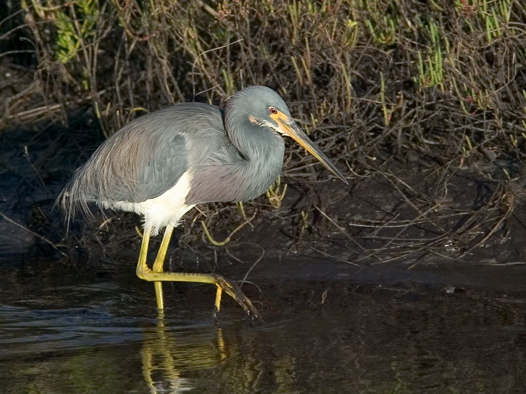 Heron wades through the mud.  Click for next photo.