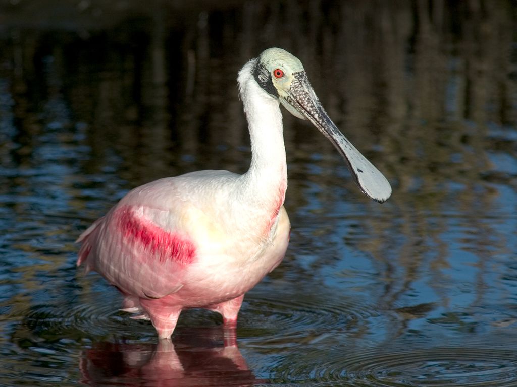 Roseate Spoonbill.  Click for next photo.