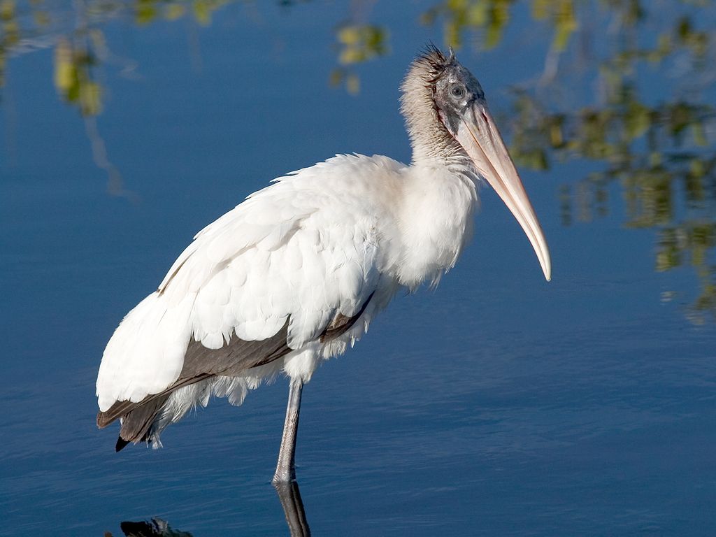 Wood Stork.  Click for next photo.