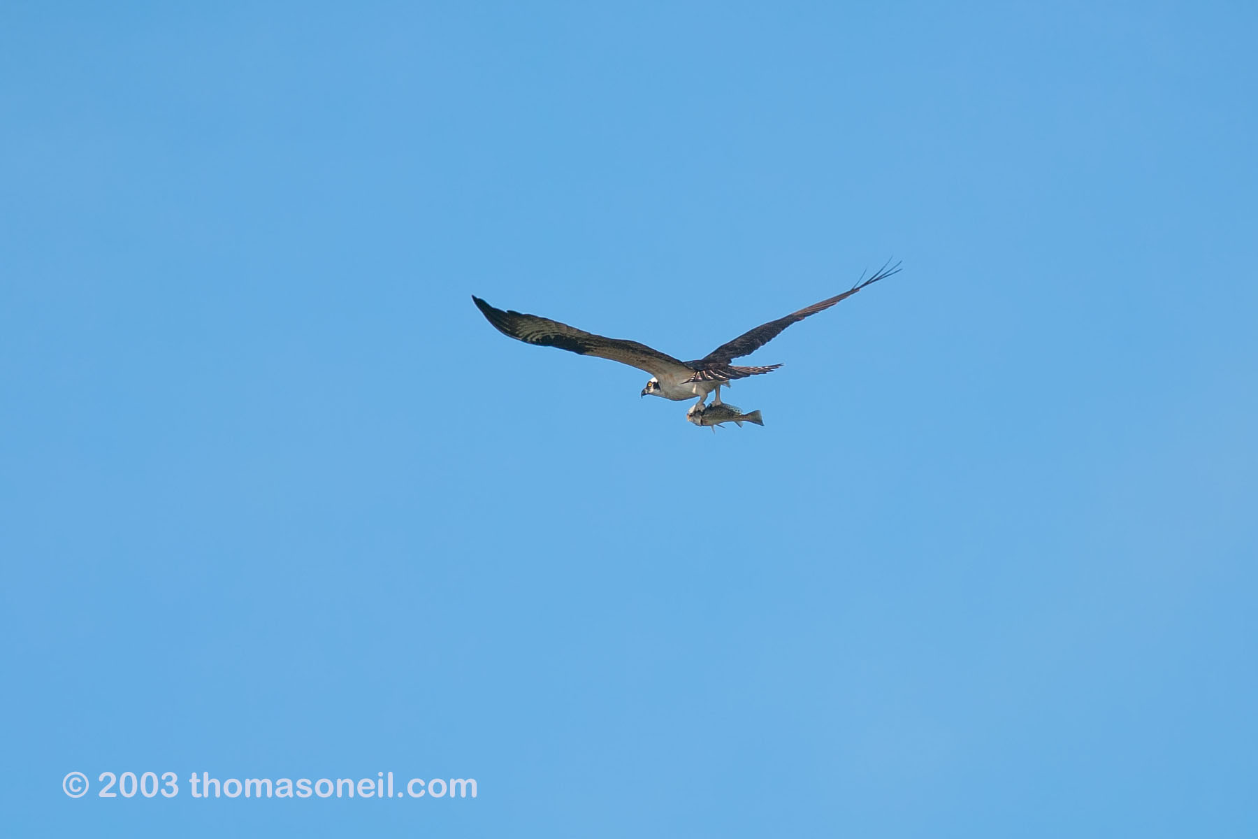 An osprey with a fish on Pine Island.  Click for next photo.