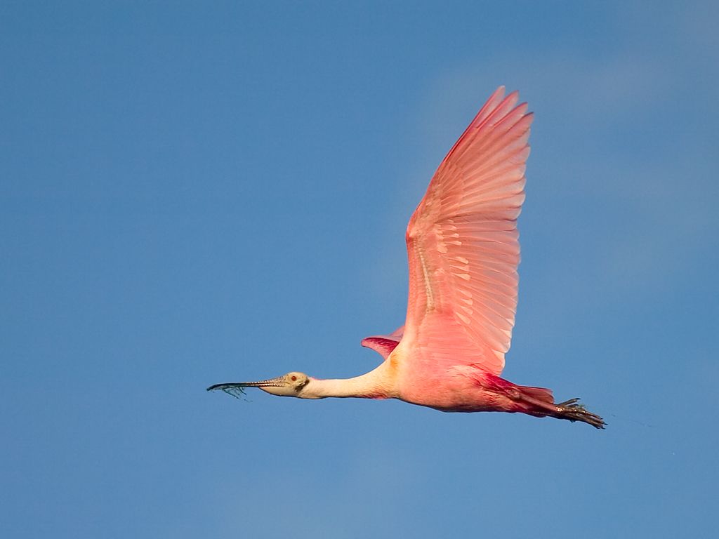 Spoonbill.  Click for next photo.