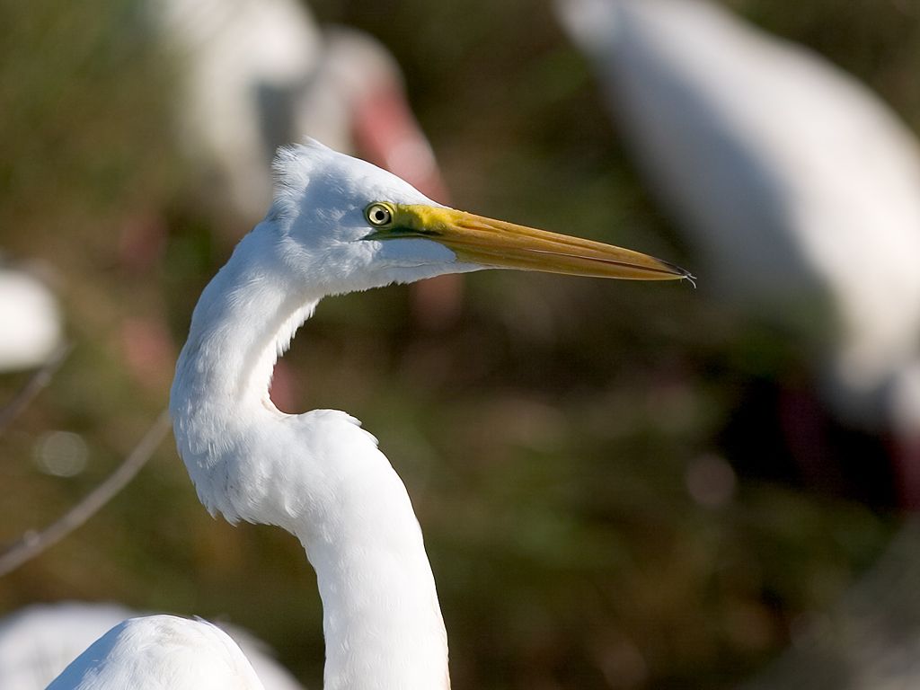 Great Egret.  Click for next photo.