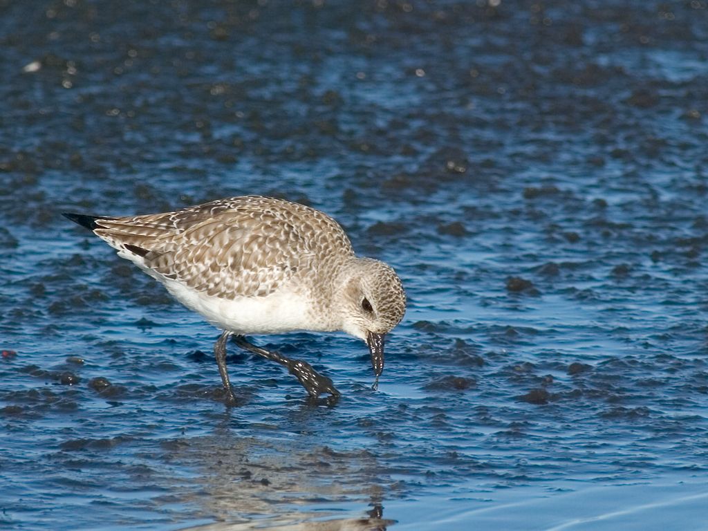 I think this is either a Black-Bellied Plover or a Sanderling.  Click for next photo.