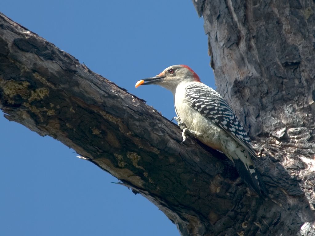 Red-Bellied Woodpecker finds something to eat.  Click for next photo.
