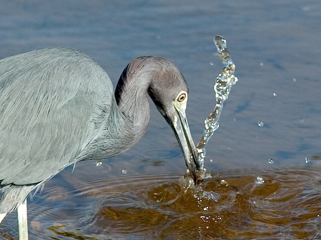 A heron knifes through the water to snare a fish.  Click for next photo.