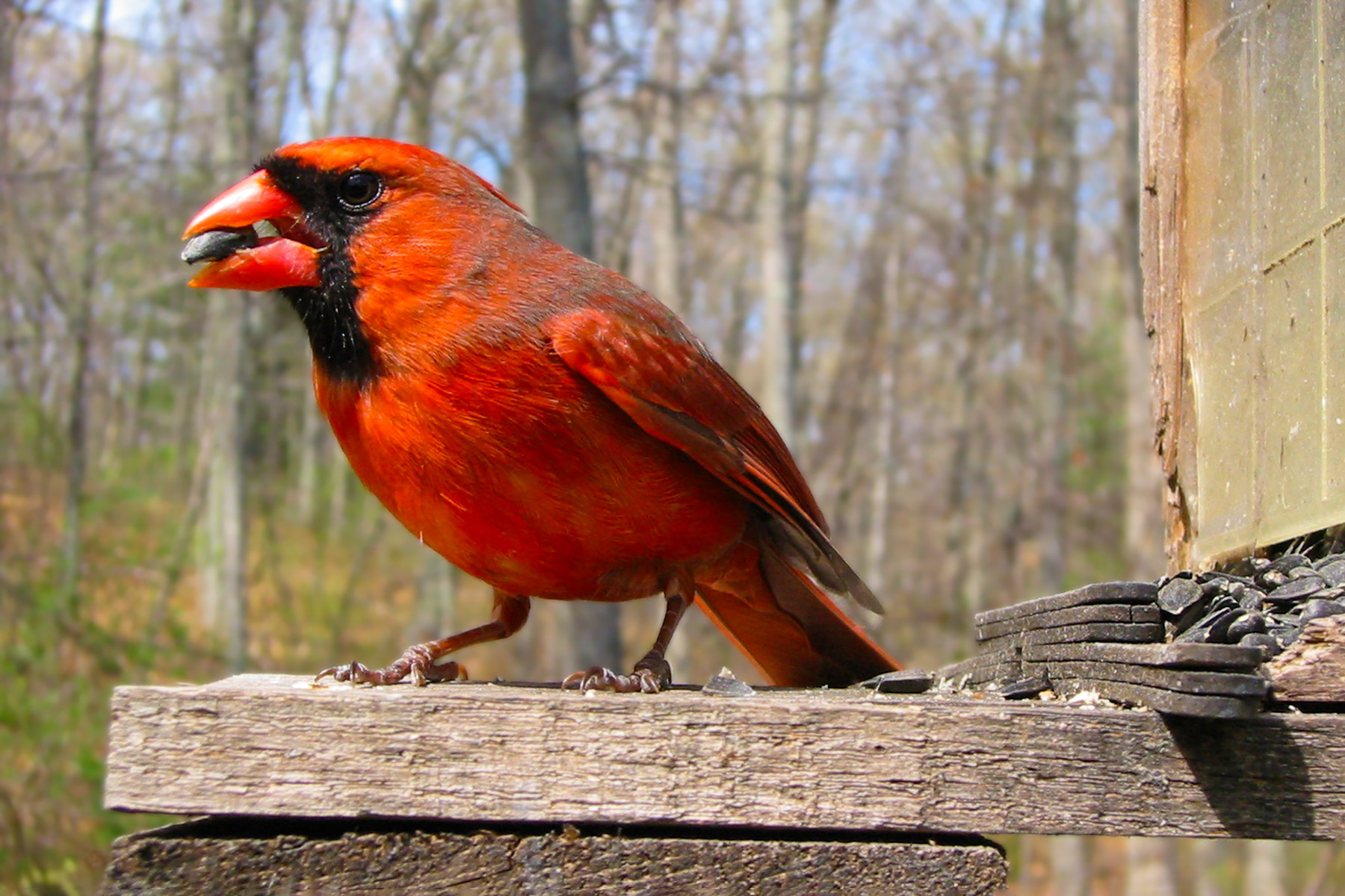 Remote triggered Canon S330, cardinal in my back yard.  Click for next photo.
