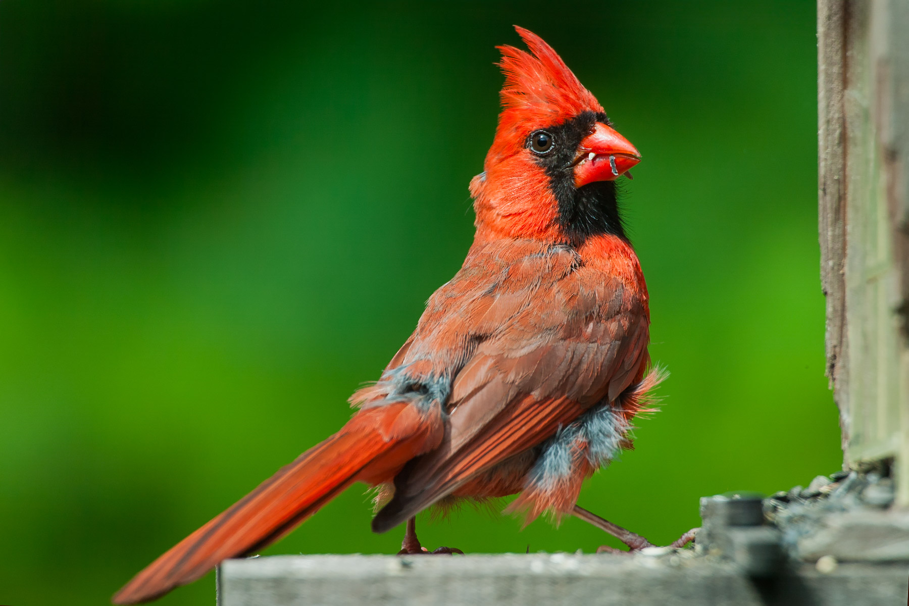 Cardinal in my back yard.  Click for next photo.