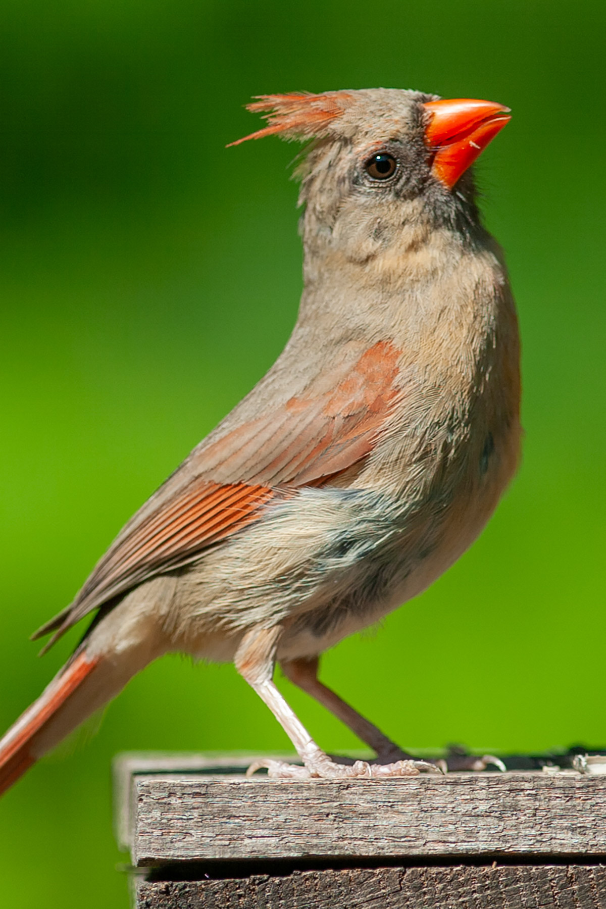 Female cardinal.  Click for next photo.