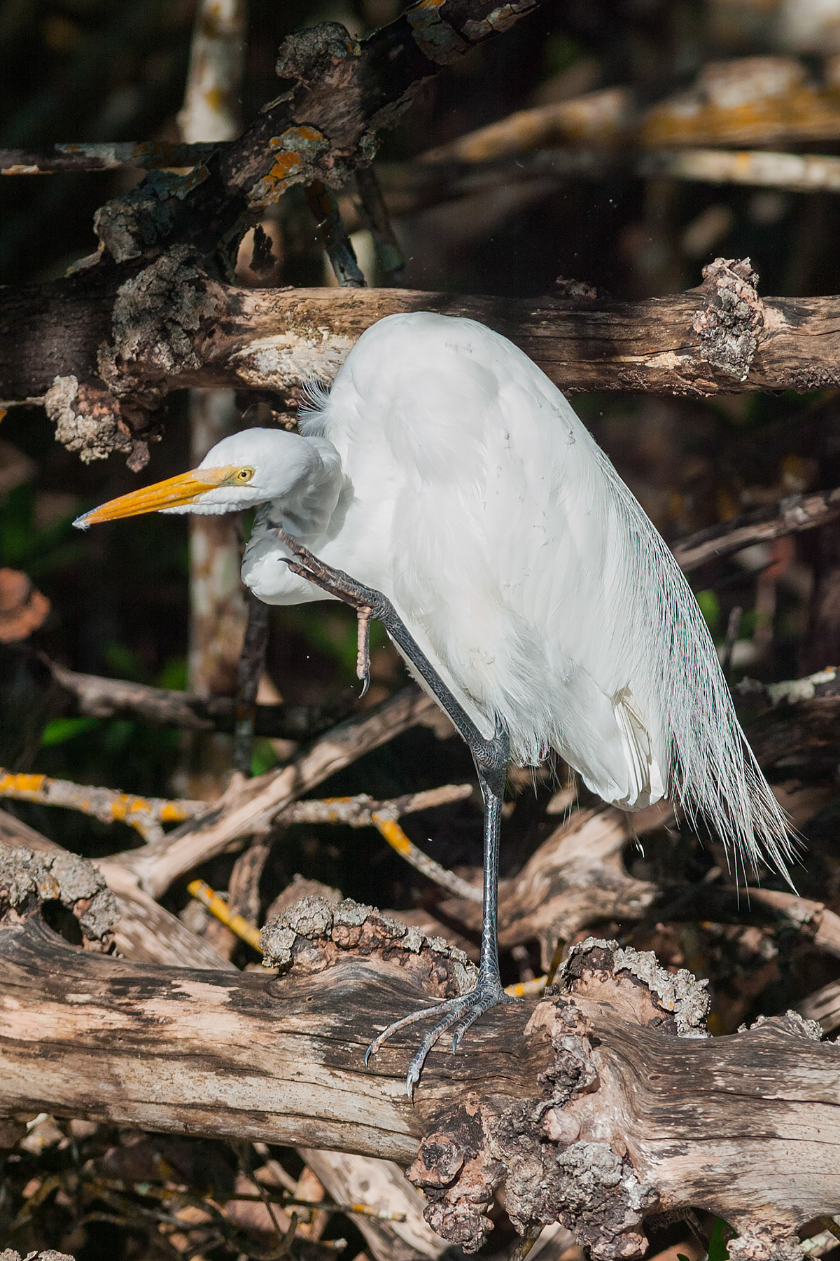 An egret scratching like a big dog.  Click for next photo.