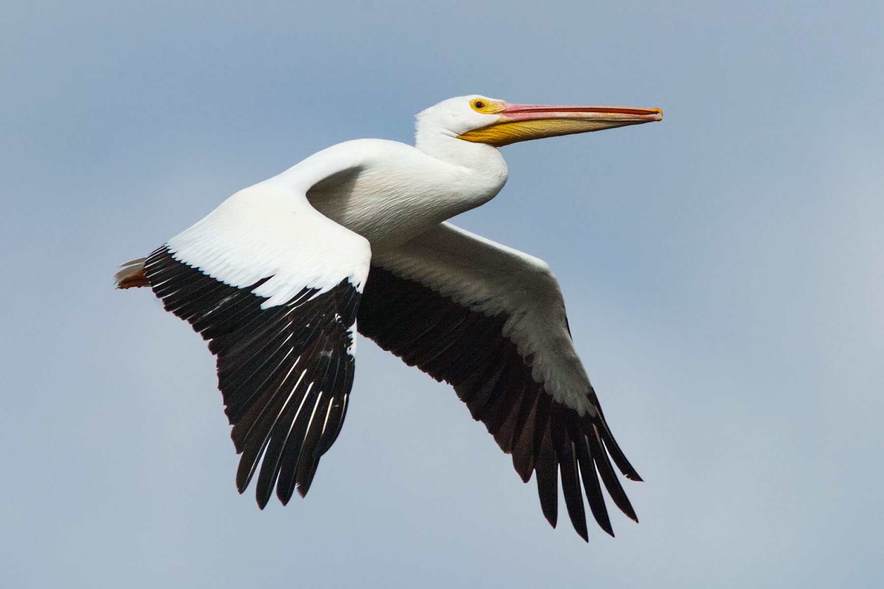 A White Pelican flies along.  Click for next photo.
