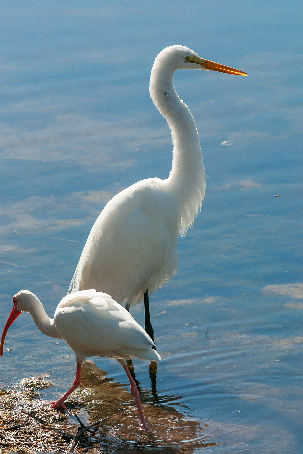 An ibis wanders past a great egret.  Click for next photo.