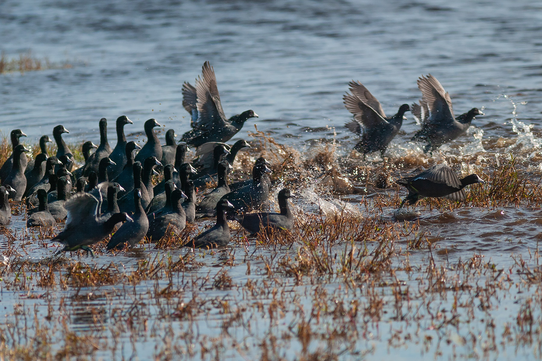 Coots skitter to keep up with the rest of the flock.  Click for next photo.