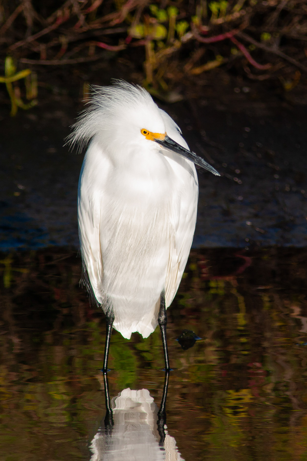 Egret.  Click for next photo.