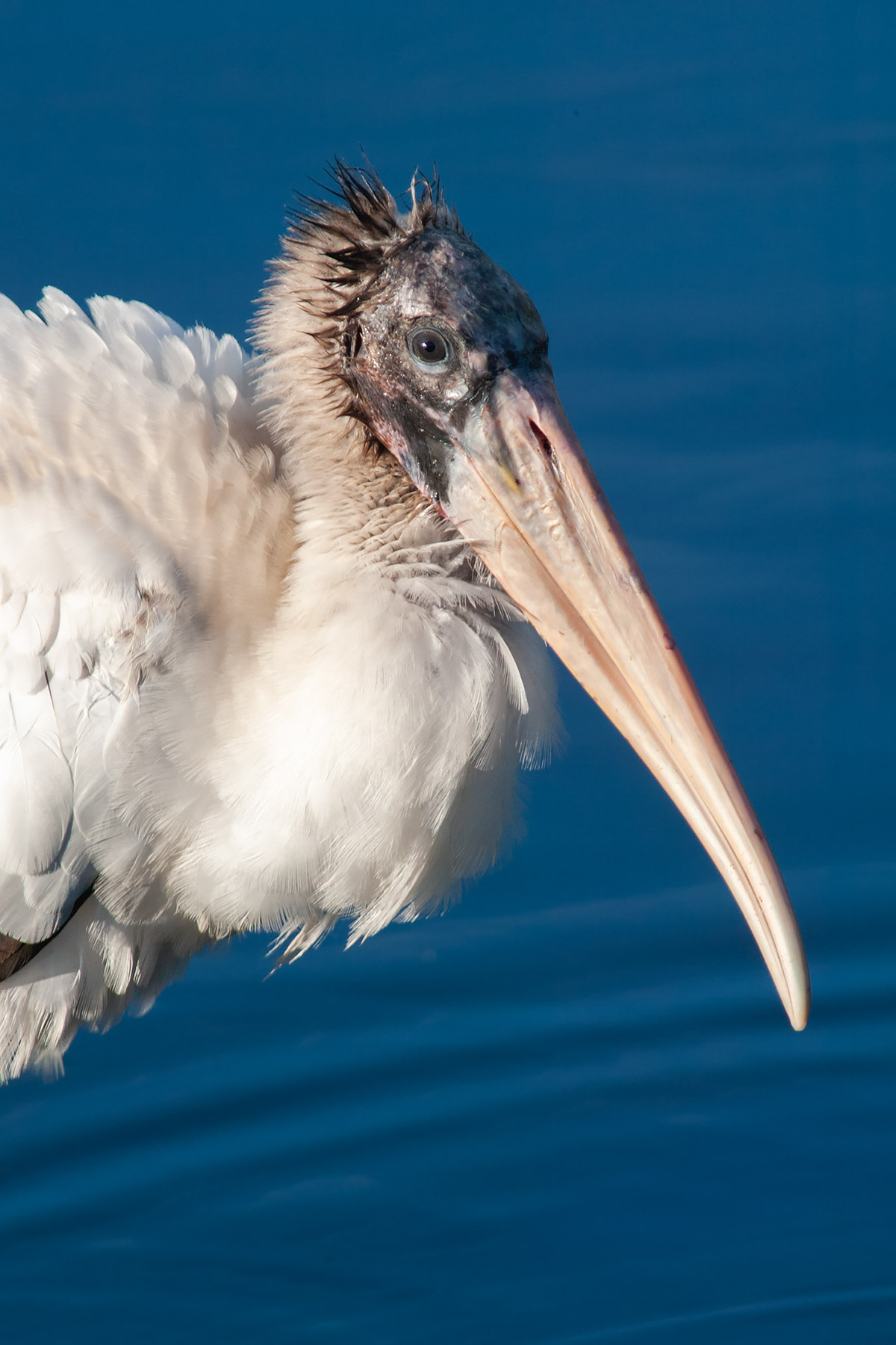 Wood Stork.  Click for next photo.