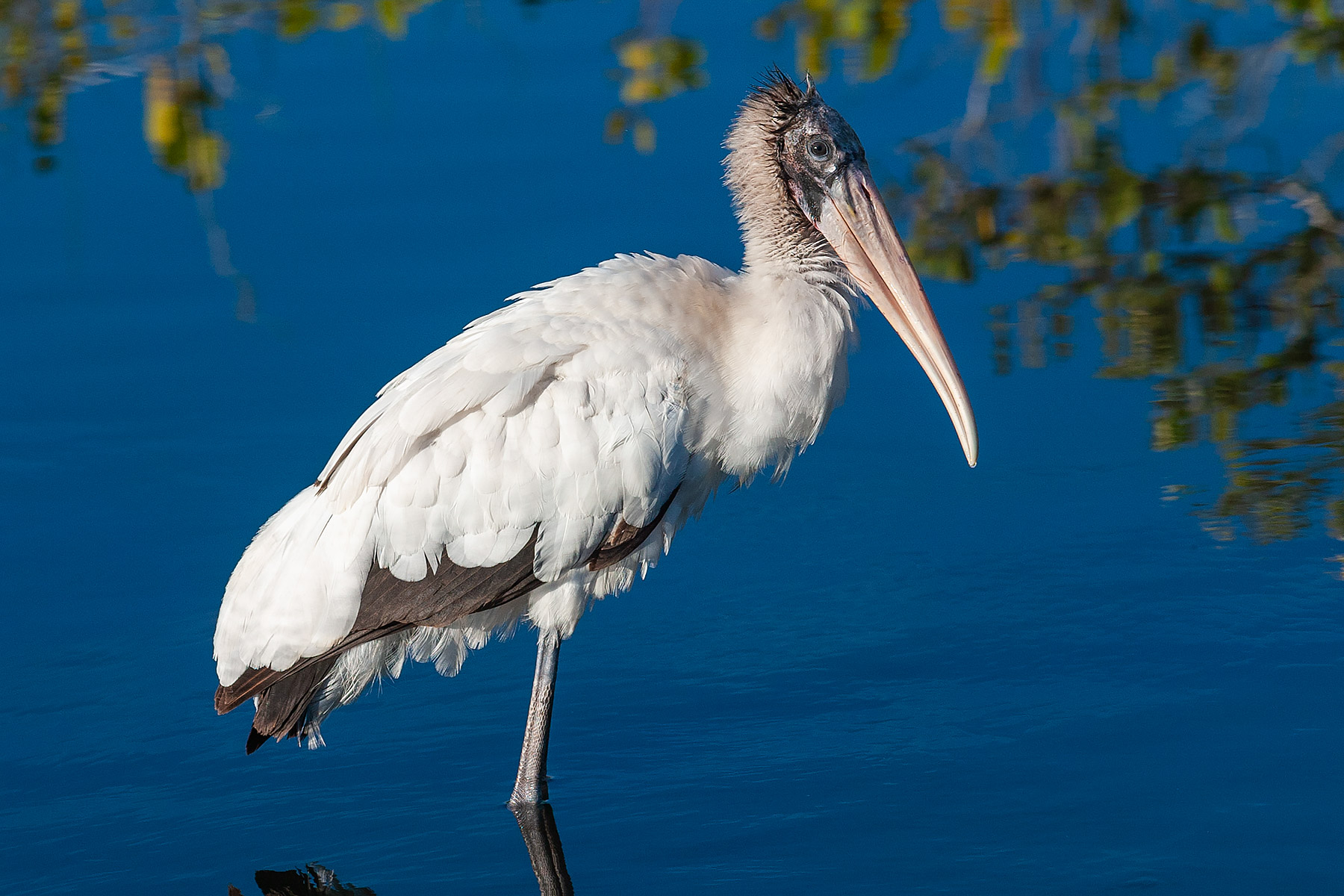 Wood Stork.  Click for next photo.