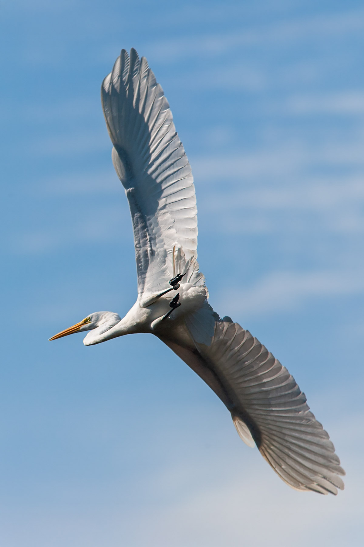 A Great Egret takes off.  Click for next photo.