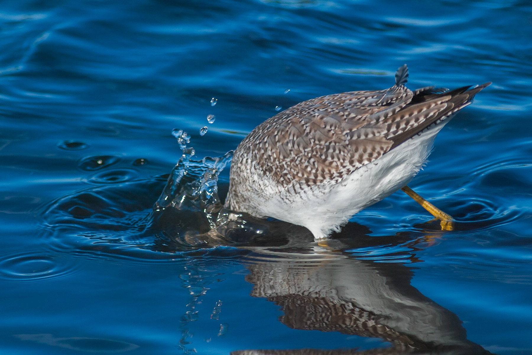 Yellowlegs makes a stab at something.  Click for next photo.