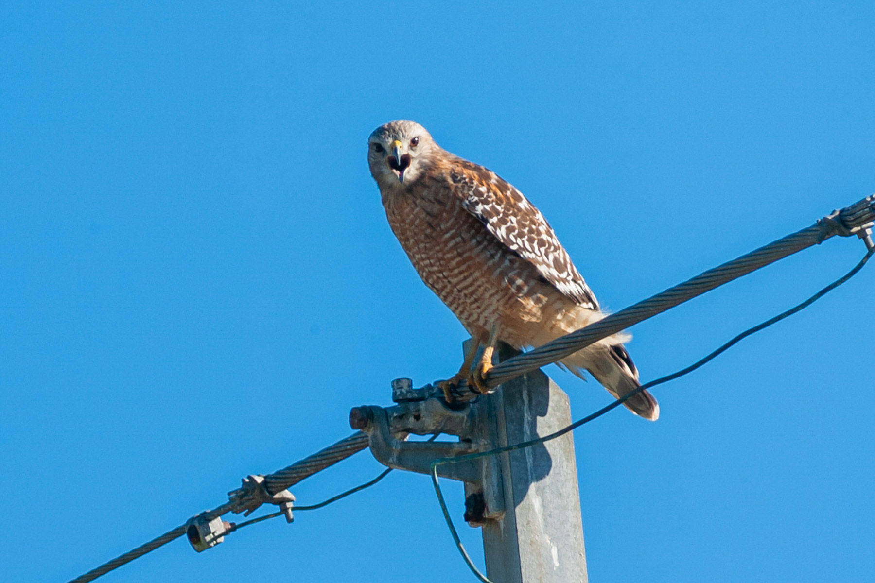 Red-shouldered Hawk, Florida.  Click for next photo.