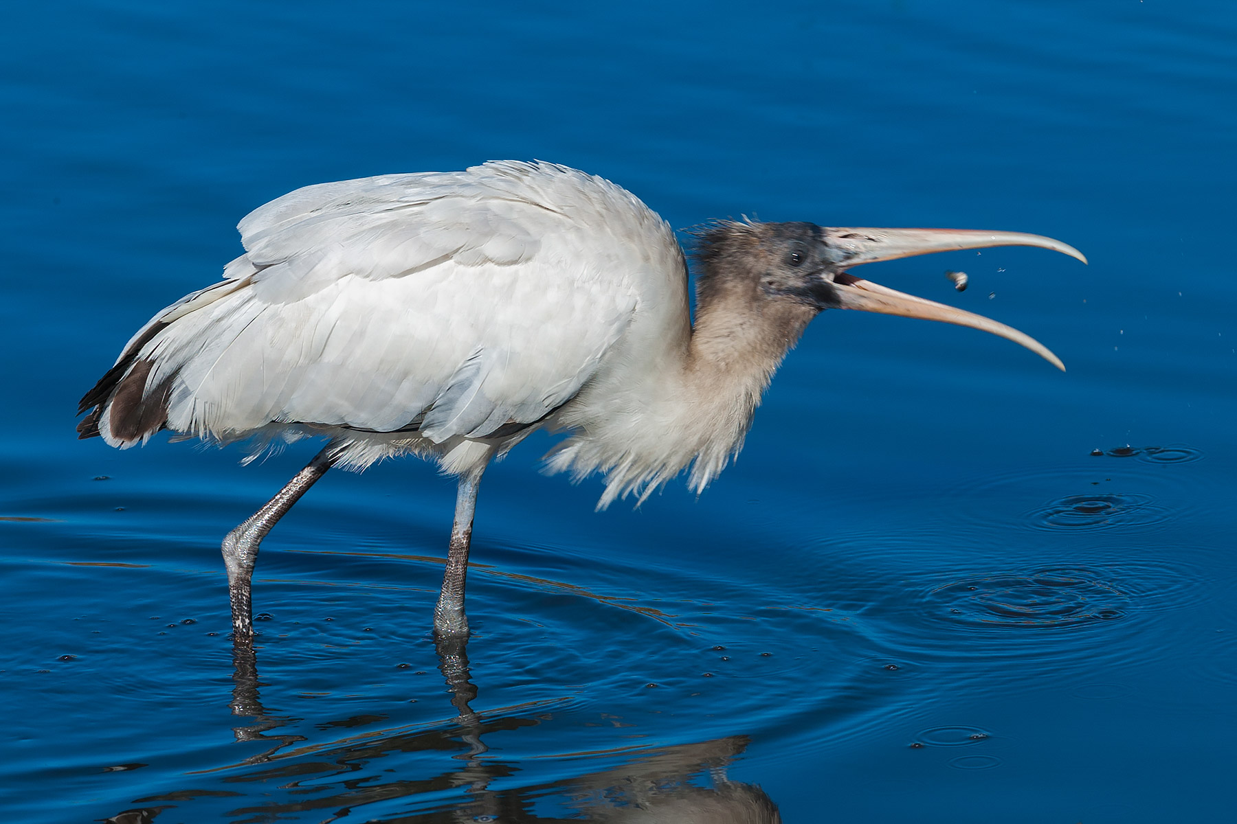 Stork flips his meal up in the air to swallow it.  Click for next photo.