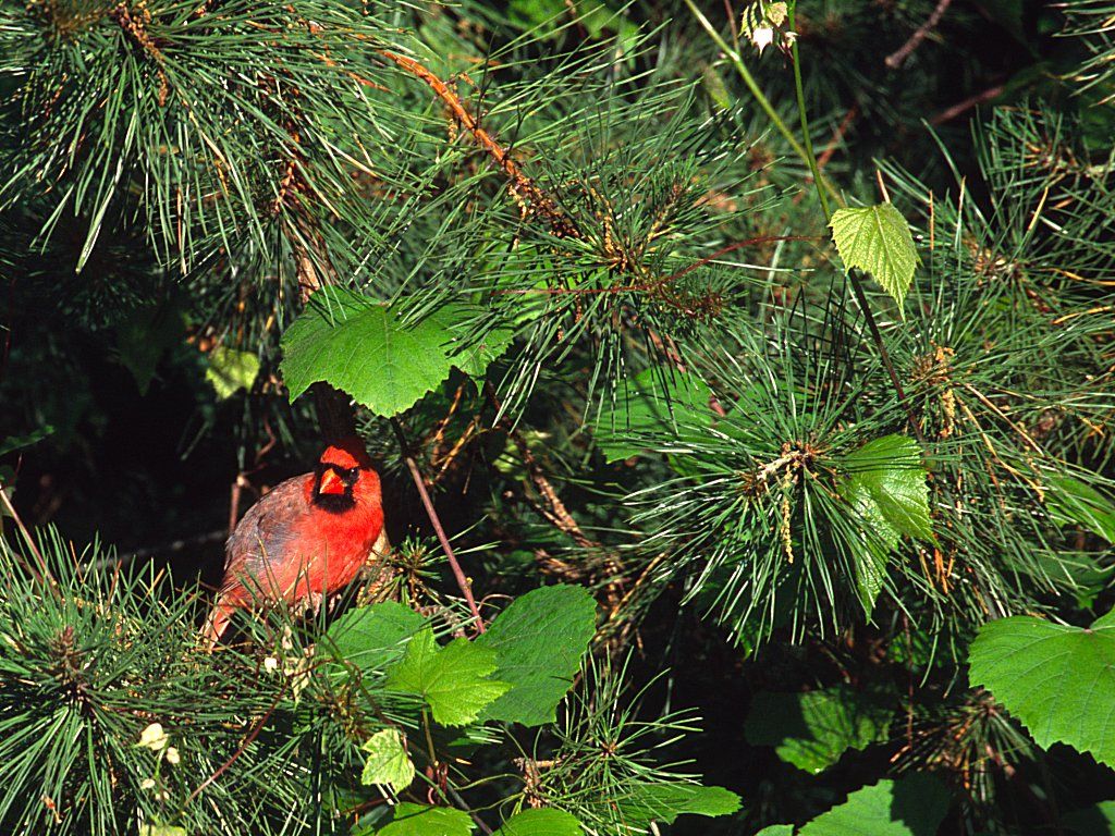 Sort of interesting shot of cardinal but not sharp.  Give me another crack at this with the digiscope.  Click for next photo.