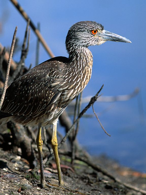 Yellow-crowned night heron, 'Ding' Darling National Wildlife Refuge, Florida.  Scanned from film.  Click for next photo.