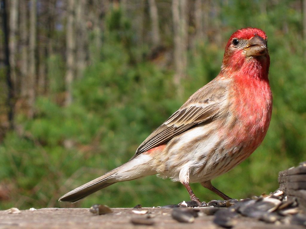 A colorful house finch.  Click for next photo.