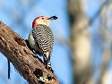Red-bellied Woodpecker at Mason's Neck National Wildlife Refuge south of Alexandria, Virginia, 2002.