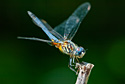 Right after I got my digital SLR, this dragonfly let me test it out by taking an extended rest in my back yard, 2002.