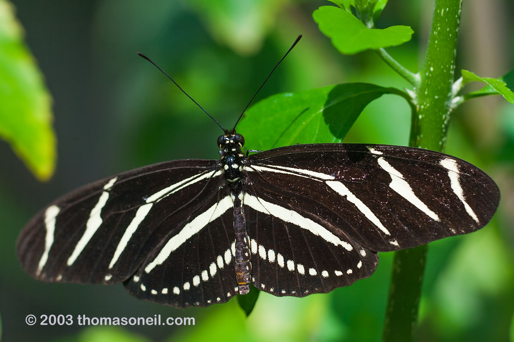 Butterfly house at Sanibel-Capita, Florida.  Click for next photo.