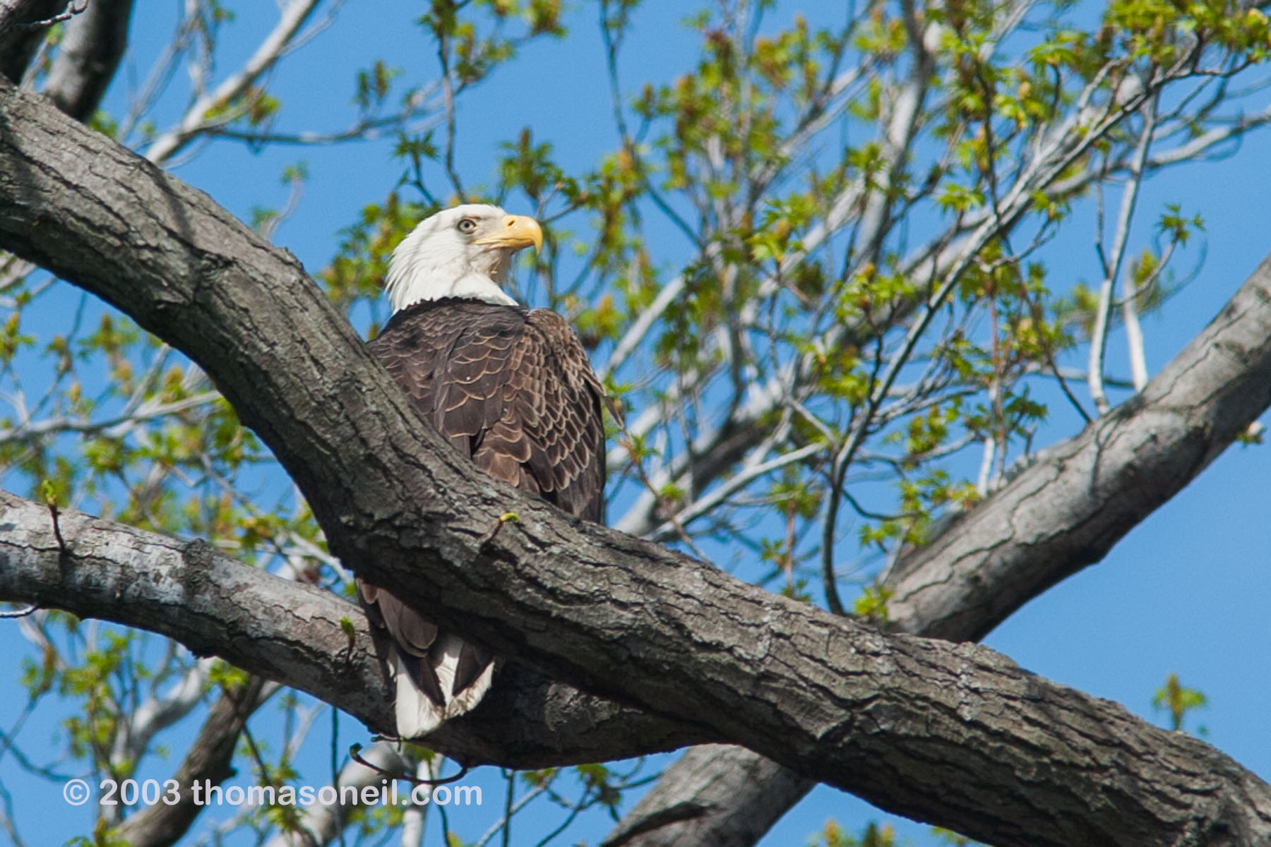 Eagle at Eastern Neck National Wildlife Refuge near Rock Hall, Maryland.   Click for next photo.
