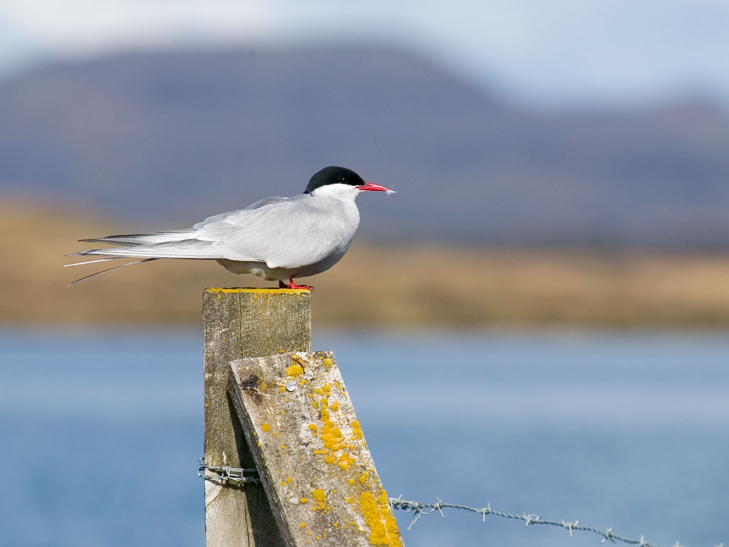 An Artic Tern on a fencepost near Myvatn, Iceland, 2003  Click for next photo.