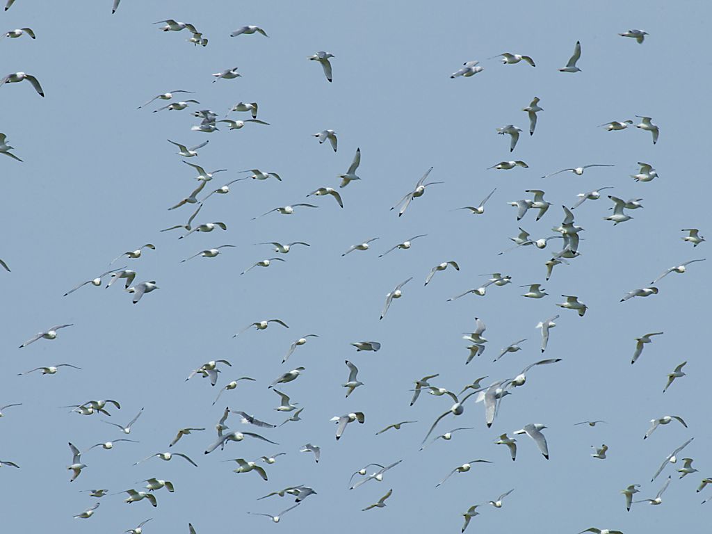 So many birds.  Click for next photo.